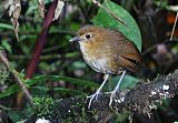 Brown-banded Antpitta